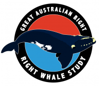 Curtin University Great Australian Bight Right Whale Study